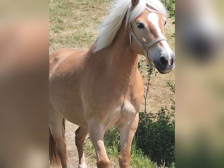 Haflinger / Avelignese Giumenta 13 Anni 145 cm Sauro in Rosenberg