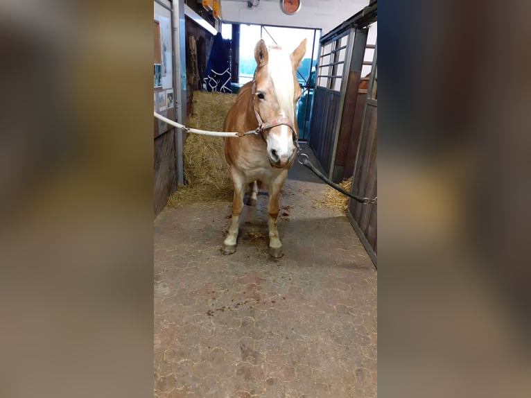 Haflinger / Avelignese Giumenta 13 Anni 147 cm in Hamminkeln