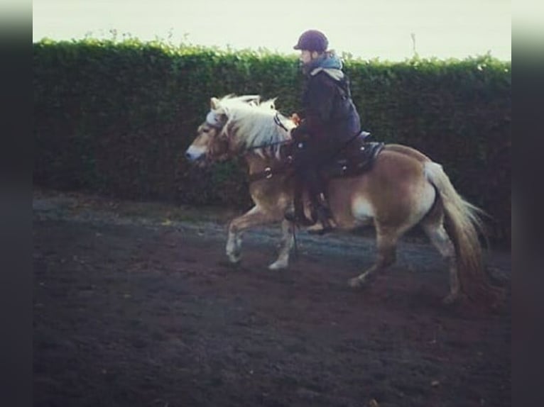 Haflinger / Avelignese Giumenta 13 Anni 147 cm in Hamminkeln