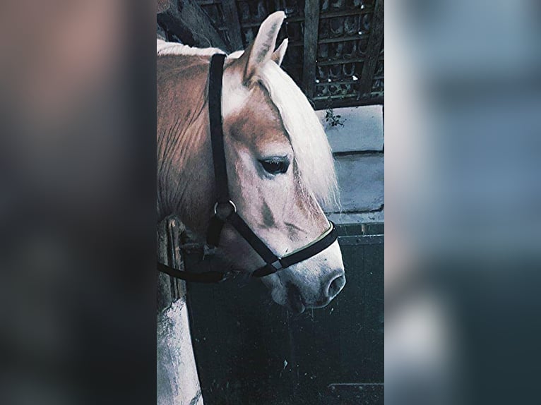 Haflinger / Avelignese Giumenta 13 Anni 147 cm in Hamminkeln