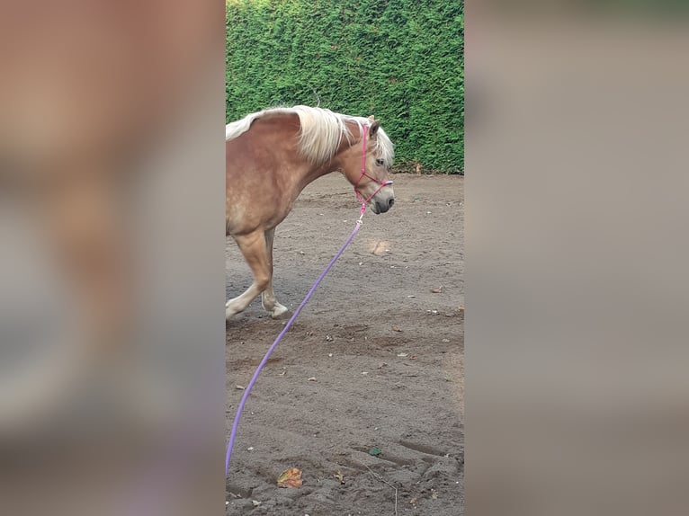 Haflinger / Avelignese Giumenta 13 Anni 147 cm in Hamminkeln