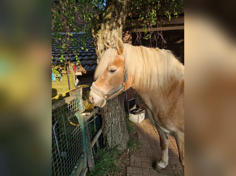 Haflinger / Avelignese Giumenta 13 Anni 147 cm in Hamminkeln