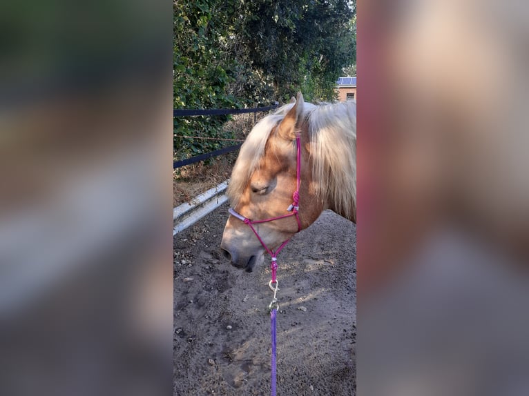Haflinger / Avelignese Giumenta 13 Anni 147 cm in Hamminkeln