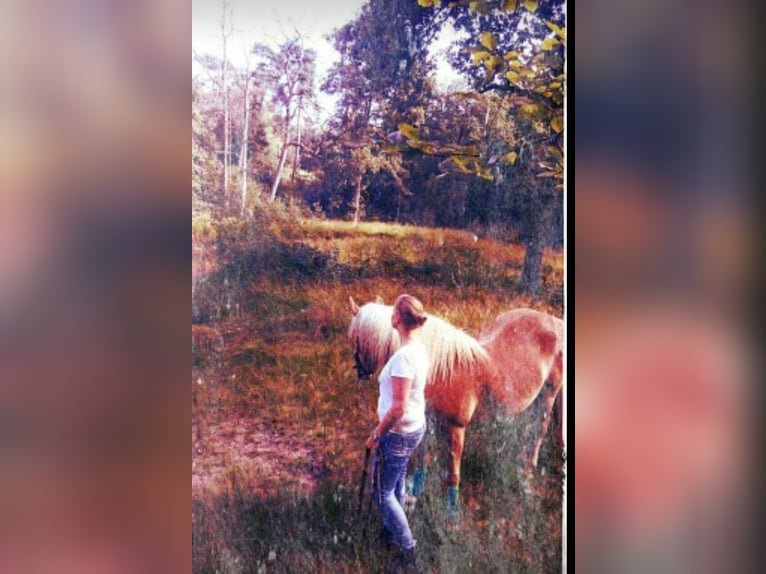 Haflinger / Avelignese Giumenta 13 Anni 147 cm in Hamminkeln