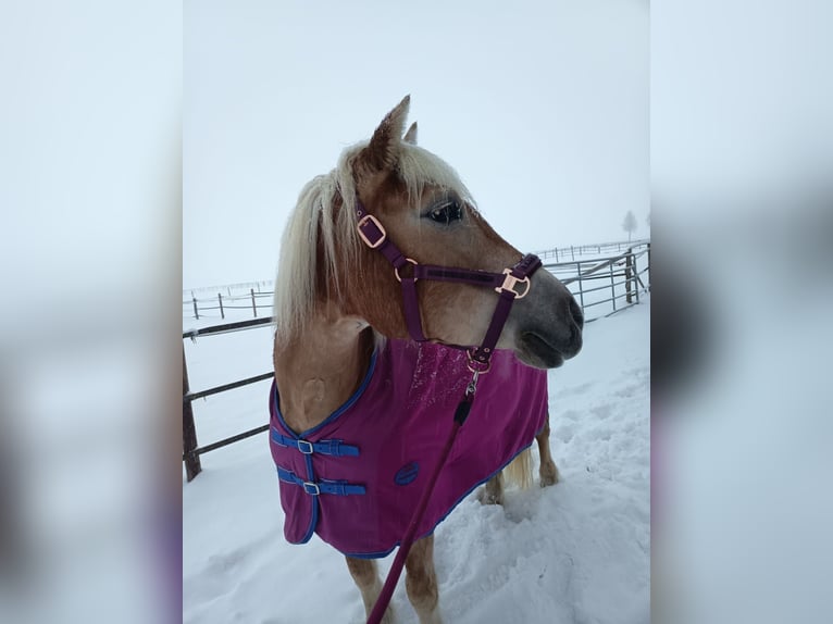 Haflinger / Avelignese Giumenta 13 Anni 148 cm  in Einbeck/Hoppensen