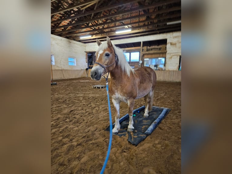 Haflinger / Avelignese Giumenta 13 Anni 148 cm  in Einbeck/Hoppensen