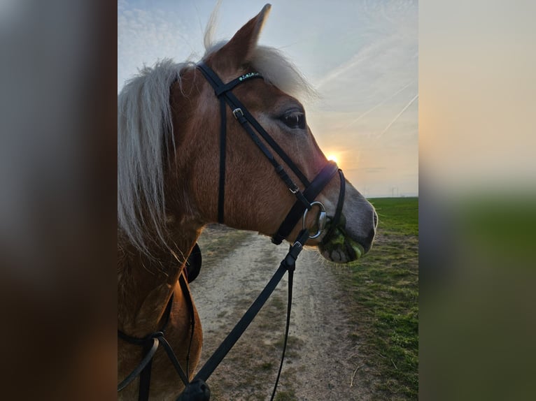 Haflinger / Avelignese Giumenta 13 Anni 148 cm  in Einbeck/Hoppensen
