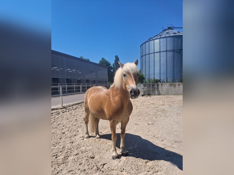 Haflinger / Avelignese Giumenta 13 Anni 148 cm  in Einbeck/Hoppensen