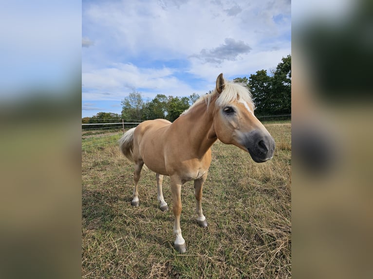 Haflinger / Avelignese Giumenta 13 Anni 150 cm Sauro in Uetze