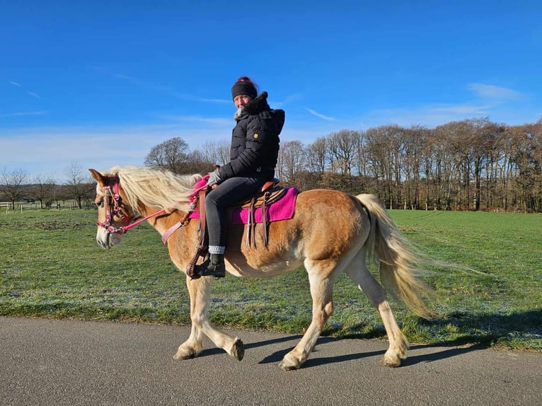 Haflinger / Avelignese Giumenta 13 Anni 150 cm Sauro in Linkenbach
