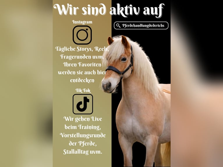 Haflinger / Avelignese Giumenta 13 Anni 153 cm Sauro in Nettersheim