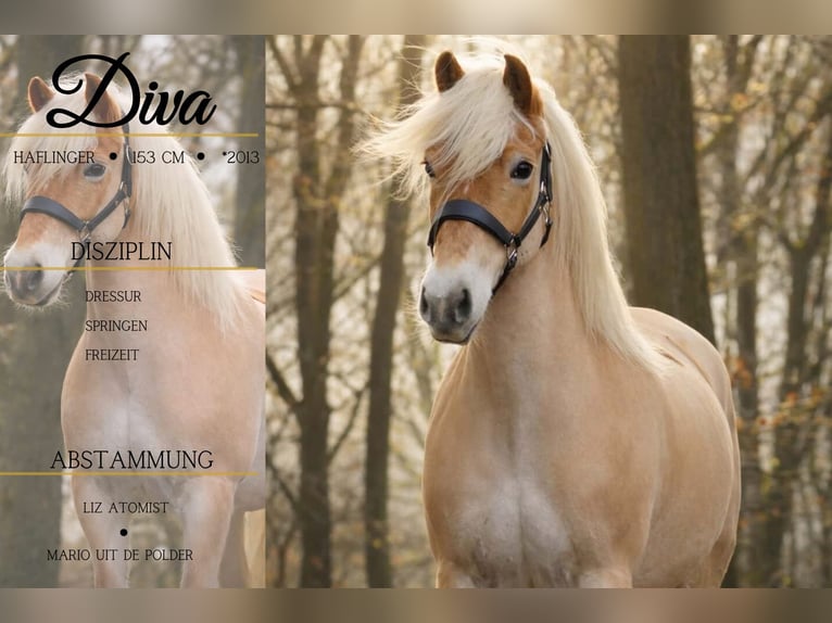 Haflinger / Avelignese Giumenta 13 Anni 153 cm Sauro in Nettersheim