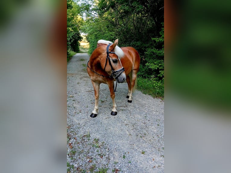 Haflinger / Avelignese Giumenta 14 Anni 138 cm Sauro ciliegia in Mannersdorf am Leithagebirge