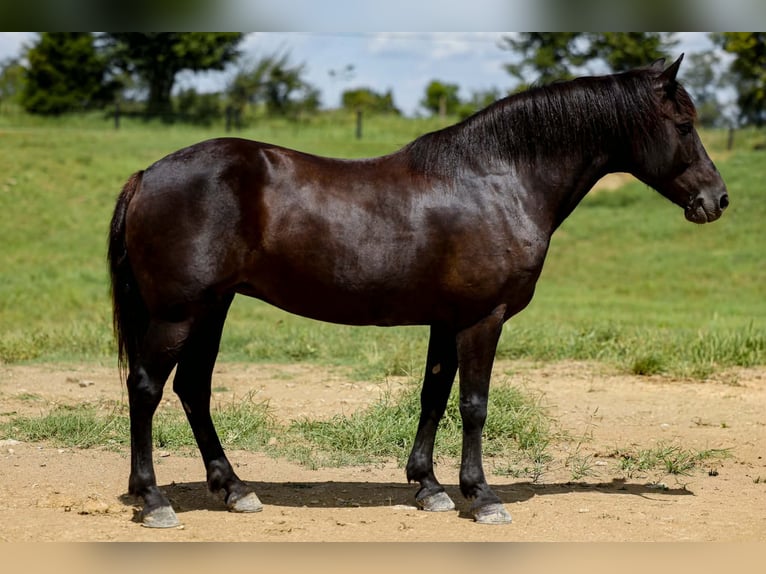 Haflinger / Avelignese Giumenta 14 Anni 142 cm Morello in Mount Vernon