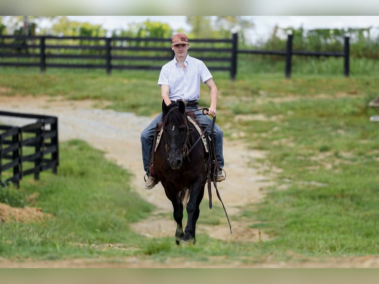 Haflinger / Avelignese Giumenta 14 Anni 142 cm Morello in Mount Vernon
