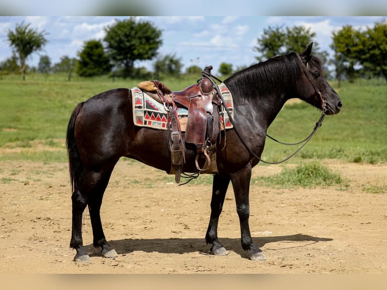 Haflinger / Avelignese Giumenta 14 Anni 142 cm Morello in Mount Vernon