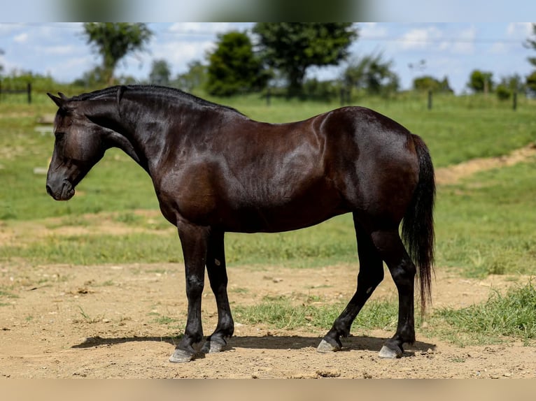 Haflinger / Avelignese Giumenta 14 Anni 142 cm Morello in Mount Vernon
