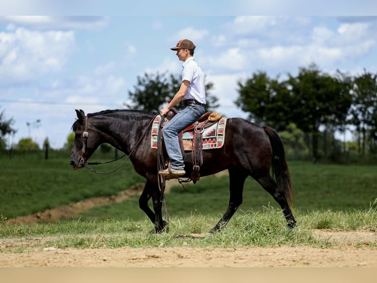 Haflinger / Avelignese Giumenta 14 Anni 142 cm Morello in Mount Vernon