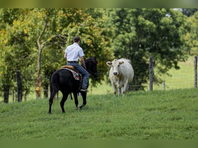 Haflinger / Avelignese Giumenta 14 Anni 142 cm Morello in Mount Vernon