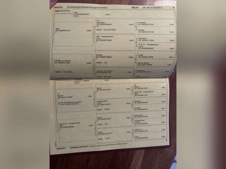 Haflinger / Avelignese Giumenta 14 Anni 143 cm Sauro in Wunstorf