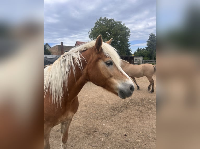 Haflinger / Avelignese Giumenta 14 Anni 145 cm Sauro in Ballenstedt