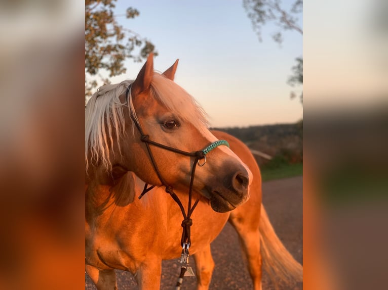 Haflinger / Avelignese Giumenta 14 Anni 145 cm Sauro in Ballenstedt