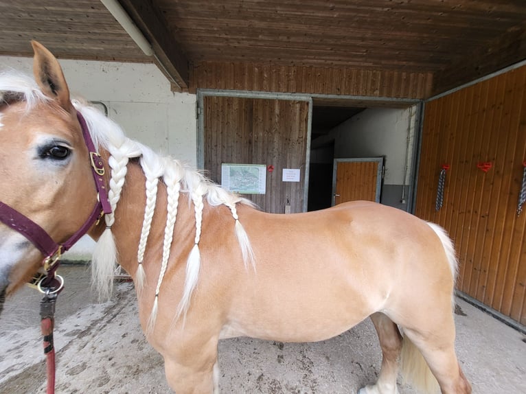 Haflinger / Avelignese Giumenta 14 Anni 146 cm Sauro in St. Veit im Pongau