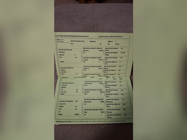 Haflinger / Avelignese Giumenta 14 Anni 147 cm Sauro in Hranitzen