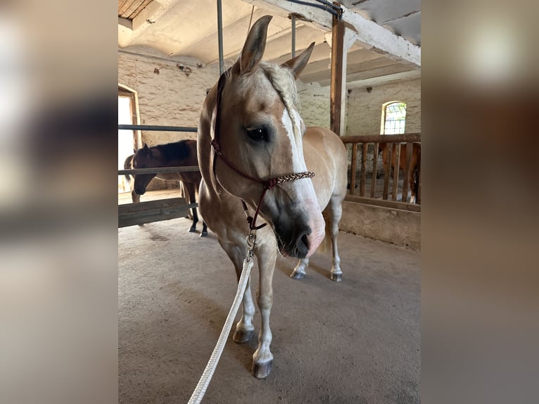 Haflinger / Avelignese Mix Giumenta 14 Anni 148 cm  in Hameln