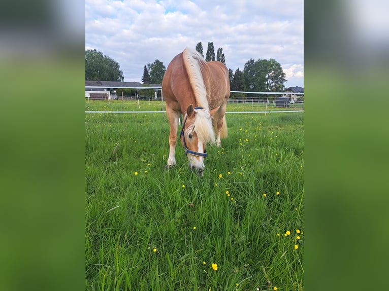 Haflinger / Avelignese Giumenta 14 Anni 151 cm Sauro in Großmaischeid