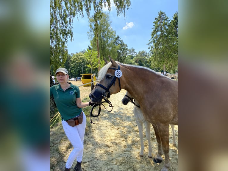 Haflinger / Avelignese Giumenta 14 Anni 156 cm Sauro in Duisburg