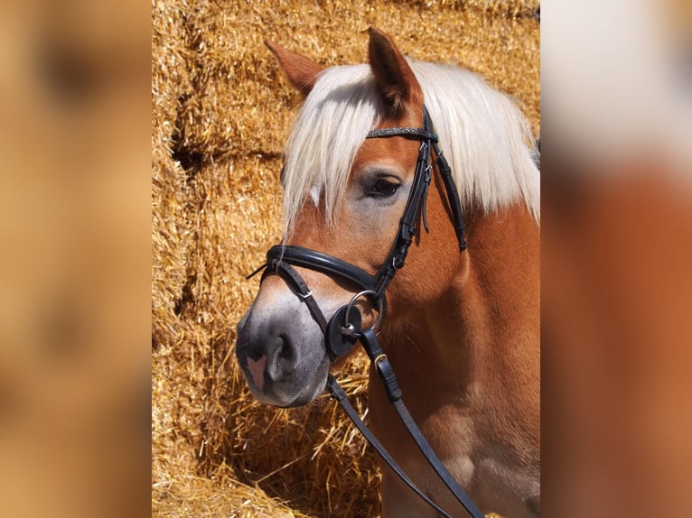 Haflinger / Avelignese Giumenta 14 Anni  in Günzburg