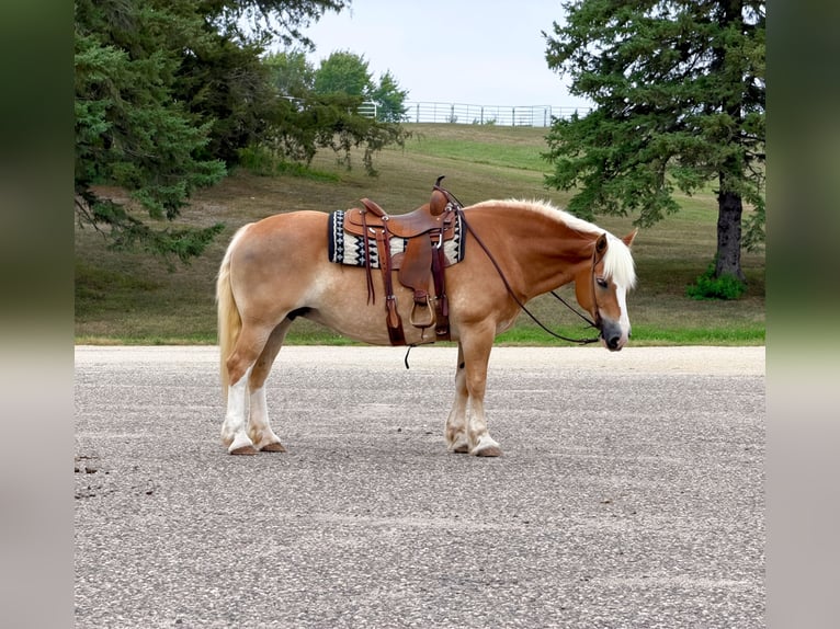 Haflinger / Avelignese Giumenta 14 Anni Sauro scuro in Cannon Falls