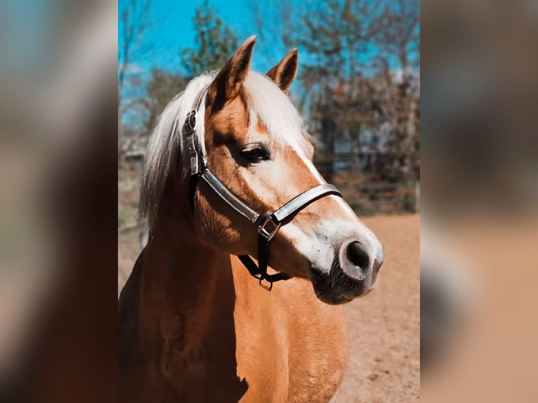 Haflinger / Avelignese Giumenta 15 Anni 143 cm  in Norderstedt