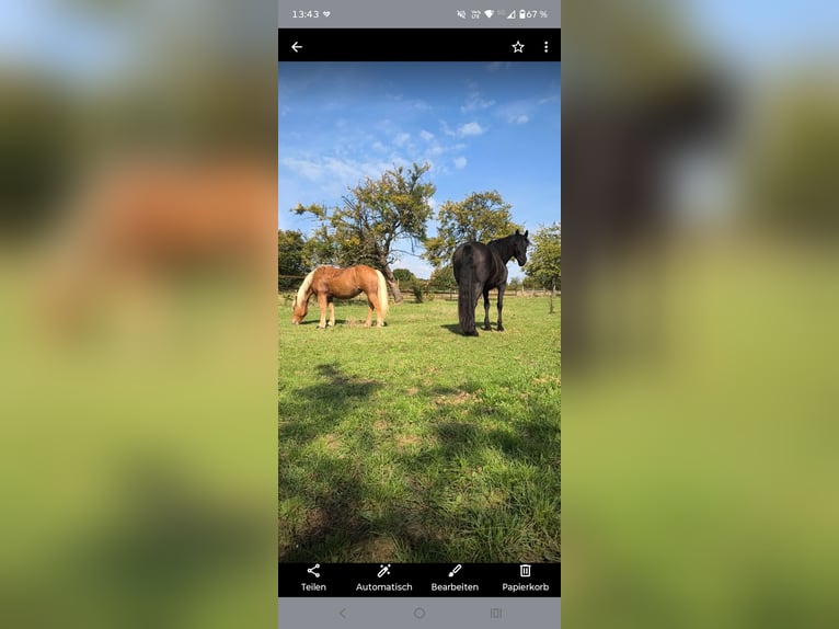 Haflinger / Avelignese Mix Giumenta 15 Anni 150 cm Sauro in Wöllstadt