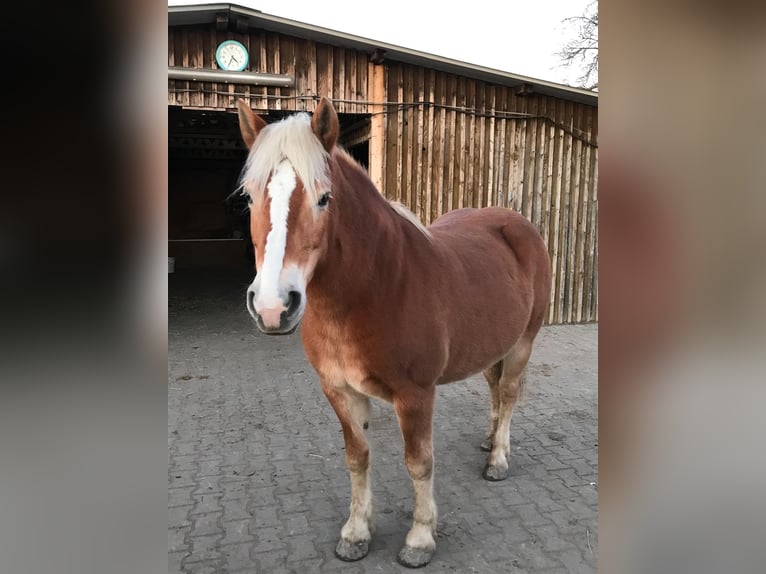 Haflinger / Avelignese Mix Giumenta 15 Anni 152 cm  in Einhausen