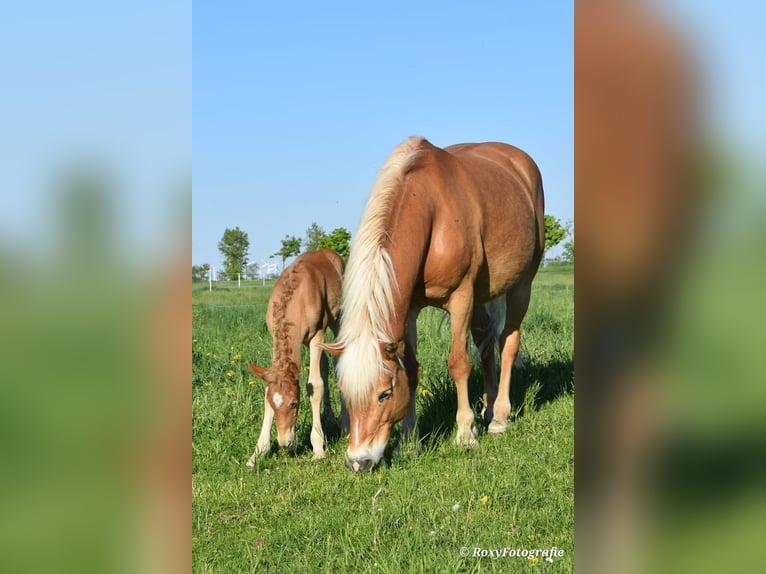 Haflinger / Avelignese Giumenta 15 Anni 152 cm Sauro in Falkenberg/Elster
