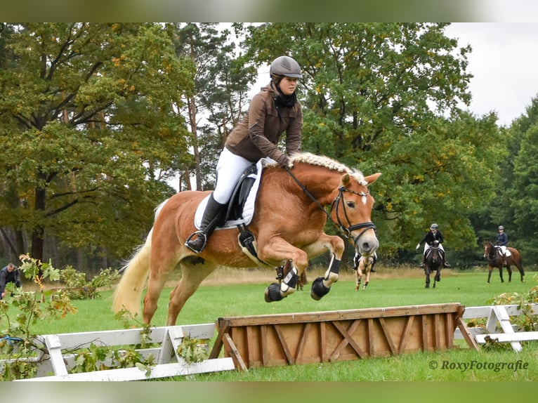 Haflinger / Avelignese Giumenta 15 Anni 152 cm Sauro in Falkenberg/Elster
