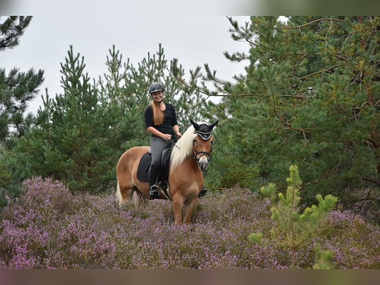 Haflinger / Avelignese Giumenta 15 Anni 152 cm Sauro in Falkenberg/Elster