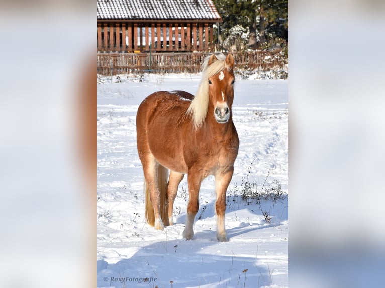 Haflinger / Avelignese Giumenta 15 Anni 152 cm Sauro in Falkenberg/Elster