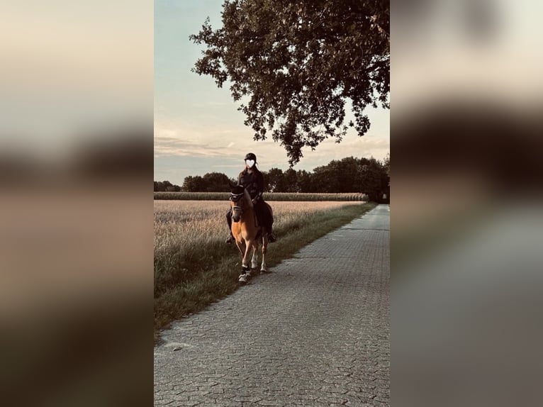 Haflinger / Avelignese Mix Giumenta 16 Anni 142 cm in Oyten