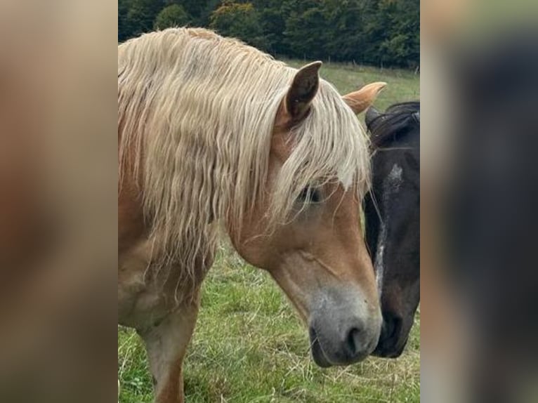 Haflinger / Avelignese Giumenta 16 Anni 143 cm  in Vöhl