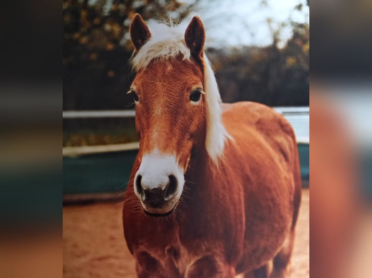 Haflinger / Avelignese Giumenta 16 Anni 146 cm  in Rieneck