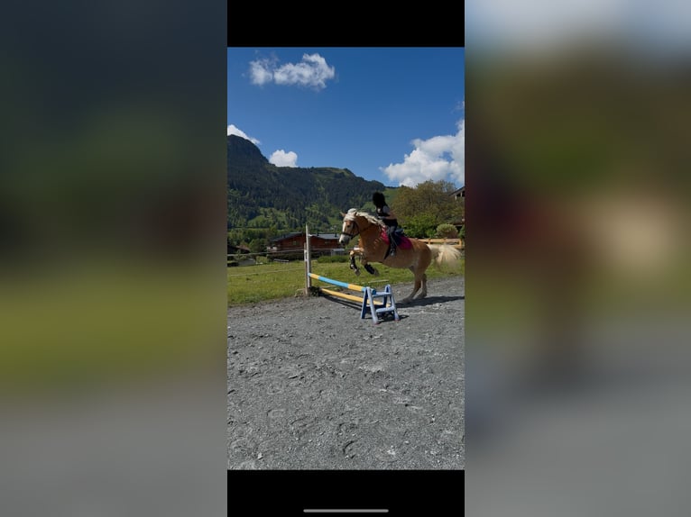 Haflinger / Avelignese Giumenta 16 Anni 147 cm Palomino in Kitzbühel