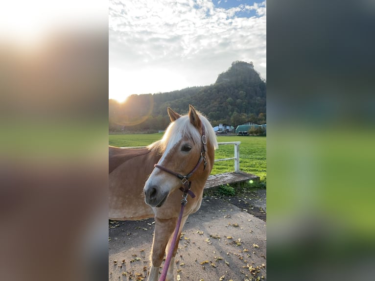 Haflinger / Avelignese Giumenta 16 Anni 147 cm Sauro in Volkertshausen