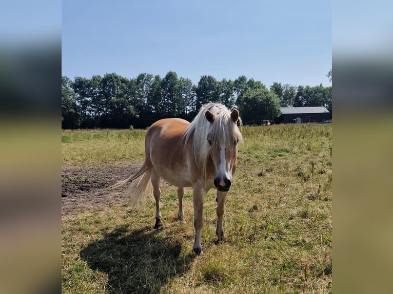 Haflinger / Avelignese Giumenta 16 Anni 148 cm Sauro in Issum