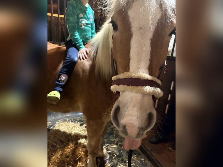 Haflinger / Avelignese Giumenta 16 Anni 150 cm  in Friesoythe