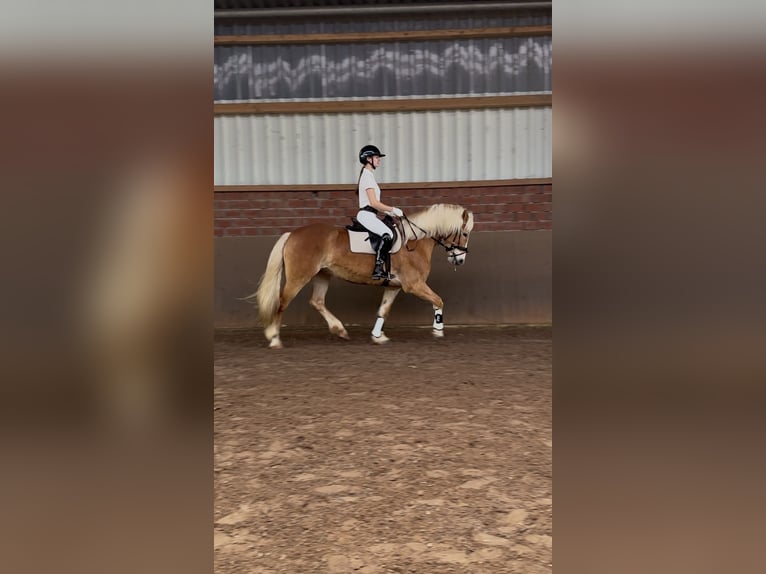 Haflinger / Avelignese Giumenta 16 Anni 150 cm  in Friesoythe