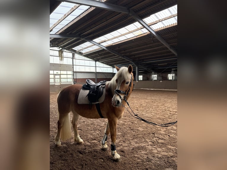 Haflinger / Avelignese Giumenta 16 Anni 150 cm  in Friesoythe