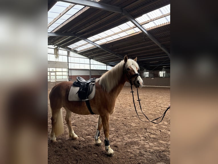 Haflinger / Avelignese Giumenta 16 Anni 150 cm  in Friesoythe